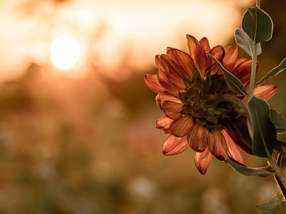 sunflower on selective focus p, plant, pollen, blossom, petal HD wallpaper