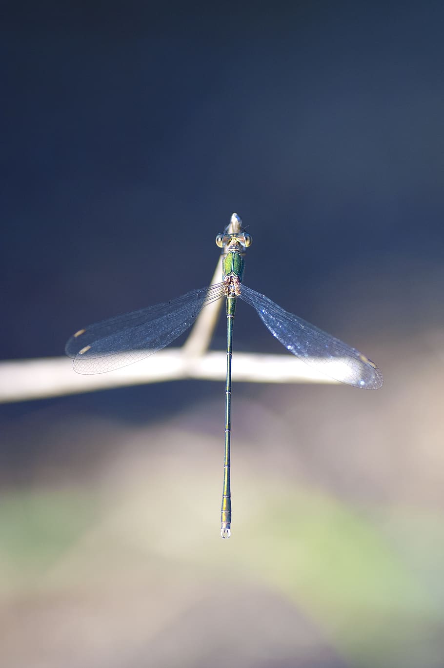 libelula, dragon-fly, insect, insecto, macro, animal, animales HD wallpaper