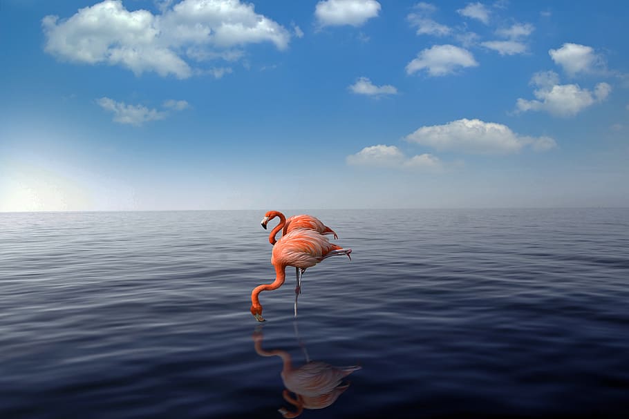 HD wallpaper: flamingo, beach, sea, flamingos, aruba, nature, water, summer  | Wallpaper Flare