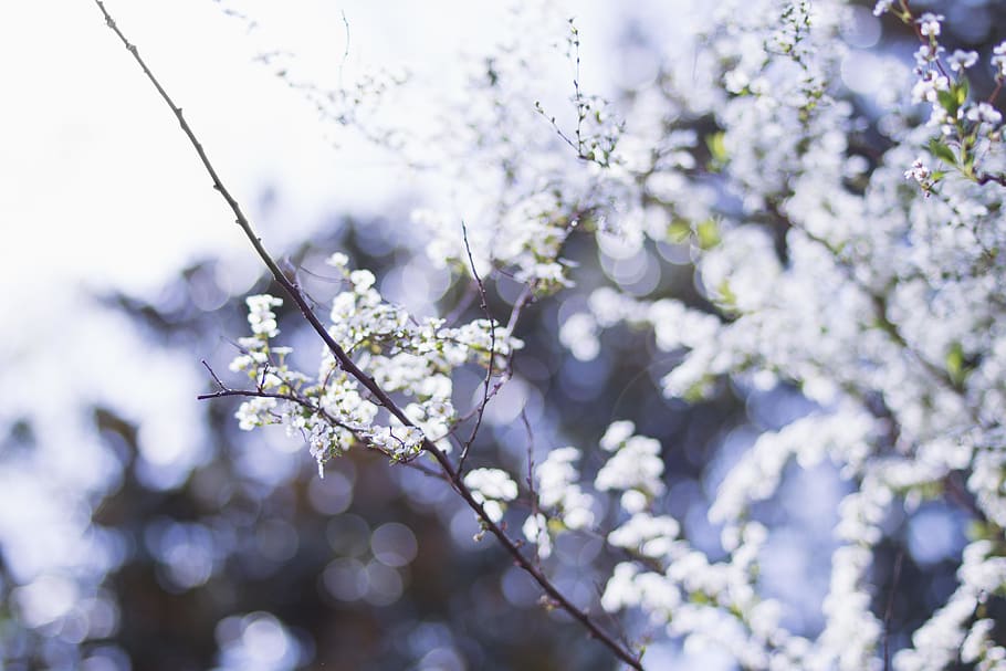 flower, flowers, spring, blooming, nature, white, plant, tree HD wallpaper