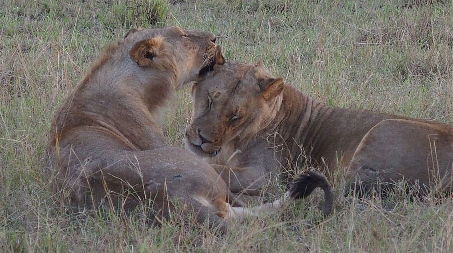 two lionesses on field, lion - feline, cat, animal themes, mammal HD wallpaper