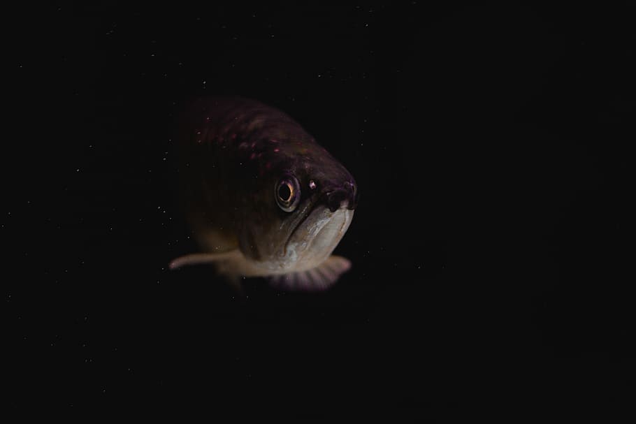 fish underwater, animal, one animal, animal themes, sea, animals in the wild HD wallpaper