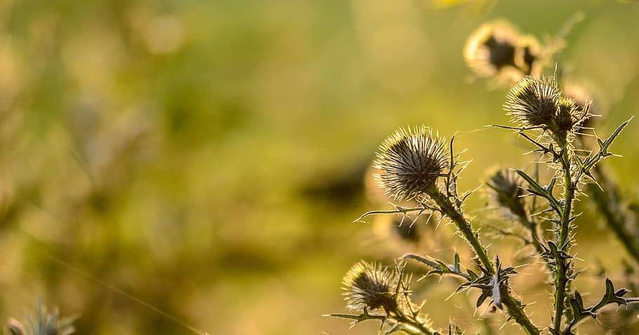 sunset, summer, thistle, macro, closeup, nature, season, flower HD wallpaper