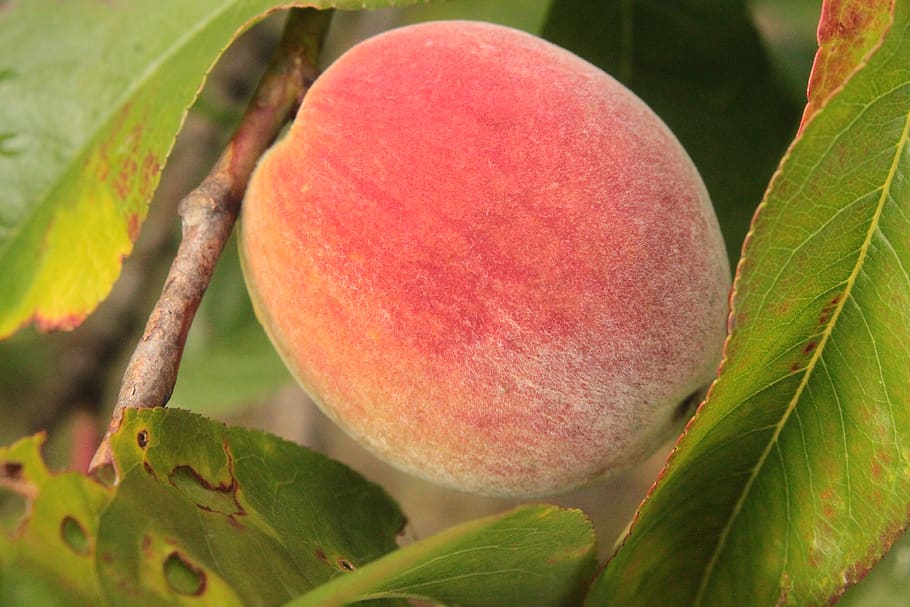 peach, fruit, red, sad, leaf, plant part, food, food and drink HD wallpaper