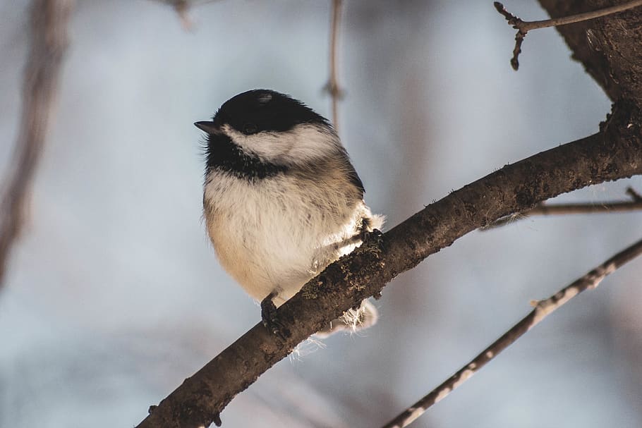 bird perching on tree, animal, jay, blue jay, finch, nature, snow HD wallpaper