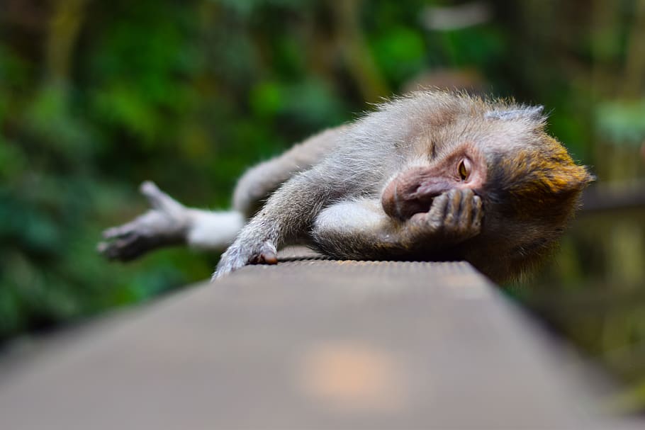 indonesia, sacred monkey forest sanctuary, laid back, ubud