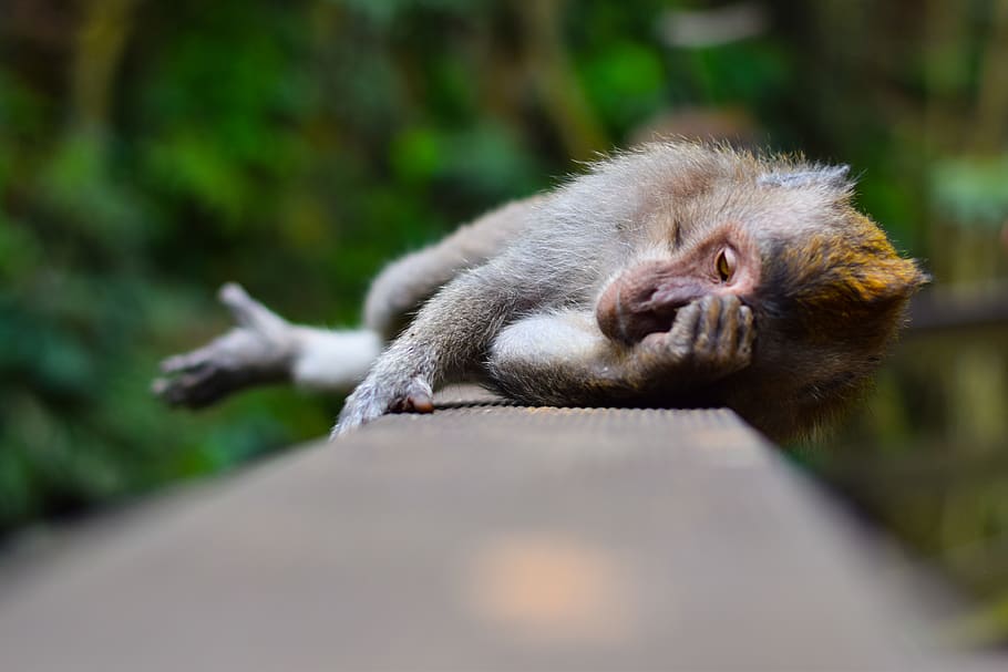 indonesia, sacred monkey forest sanctuary, laid back, ubud, HD wallpaper