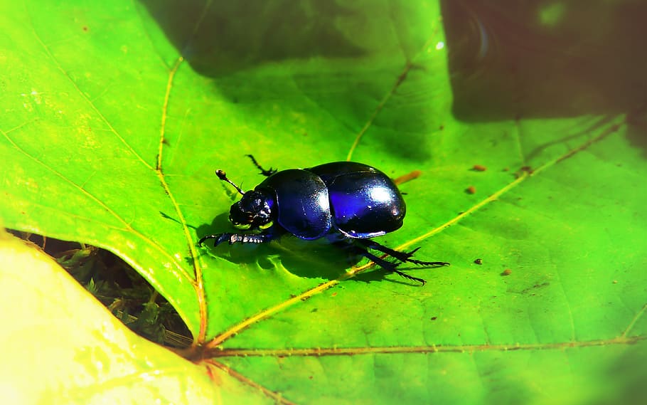 forest beetle, insect, leaf, water, rain, swim, animals, nature HD wallpaper