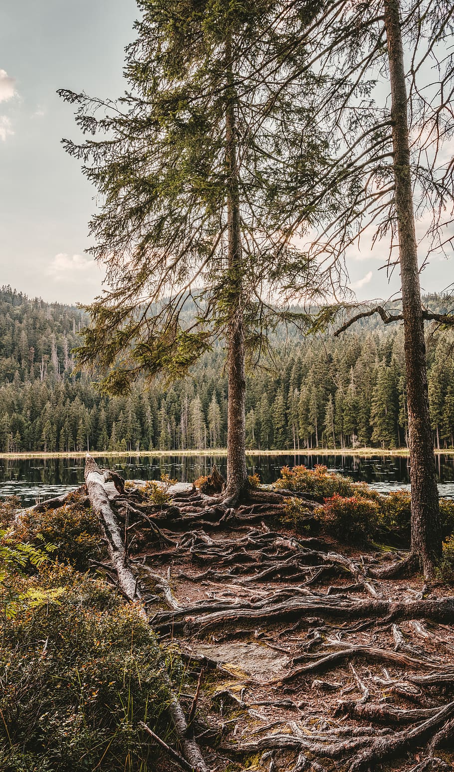 great arber lake, root, away, tree, nature, path, forest, landscape HD wallpaper