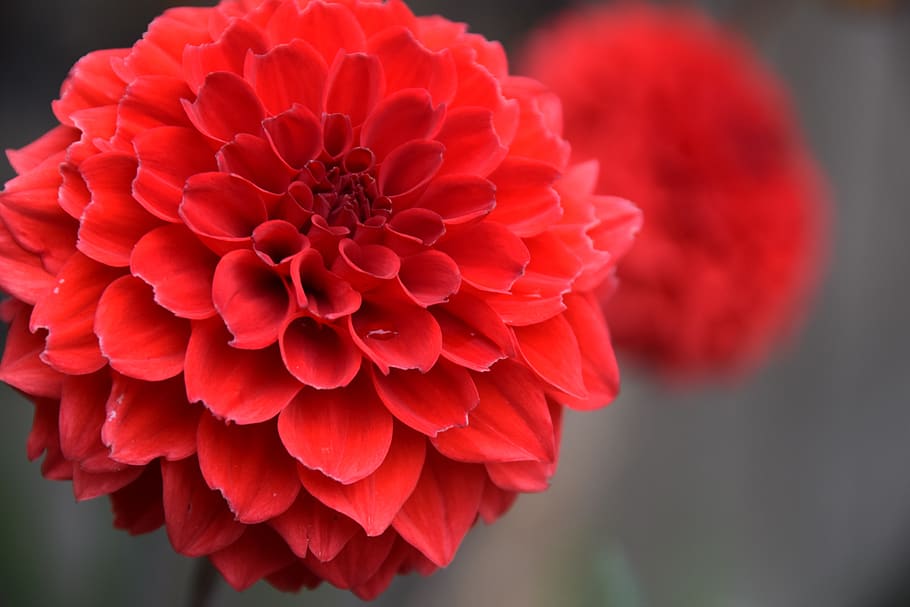 flower, red, bloom, blossom, plant, nature, petals, flowering plant HD wallpaper