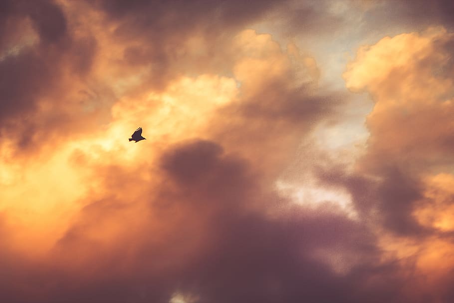 sunset, dusk, bird, clouds, sky, cloud - sky, vertebrate, flying HD wallpaper