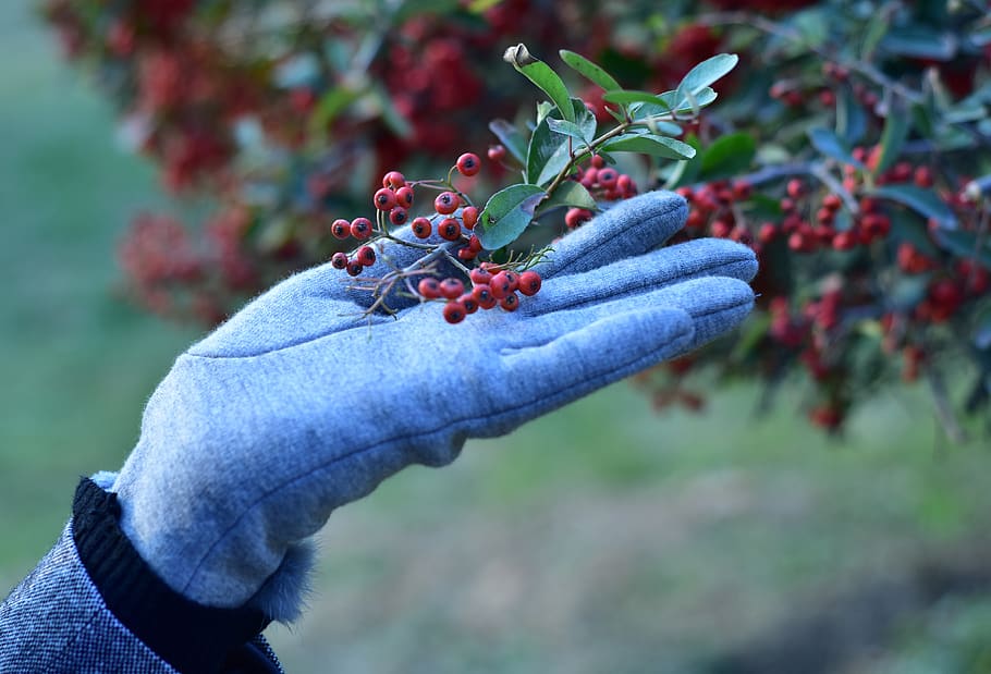 iran, plant, berry fruit, focus on foreground, healthy eating HD wallpaper