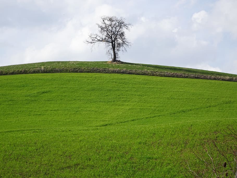italy, penne, plant, green color, sky, land, tree, environment HD wallpaper