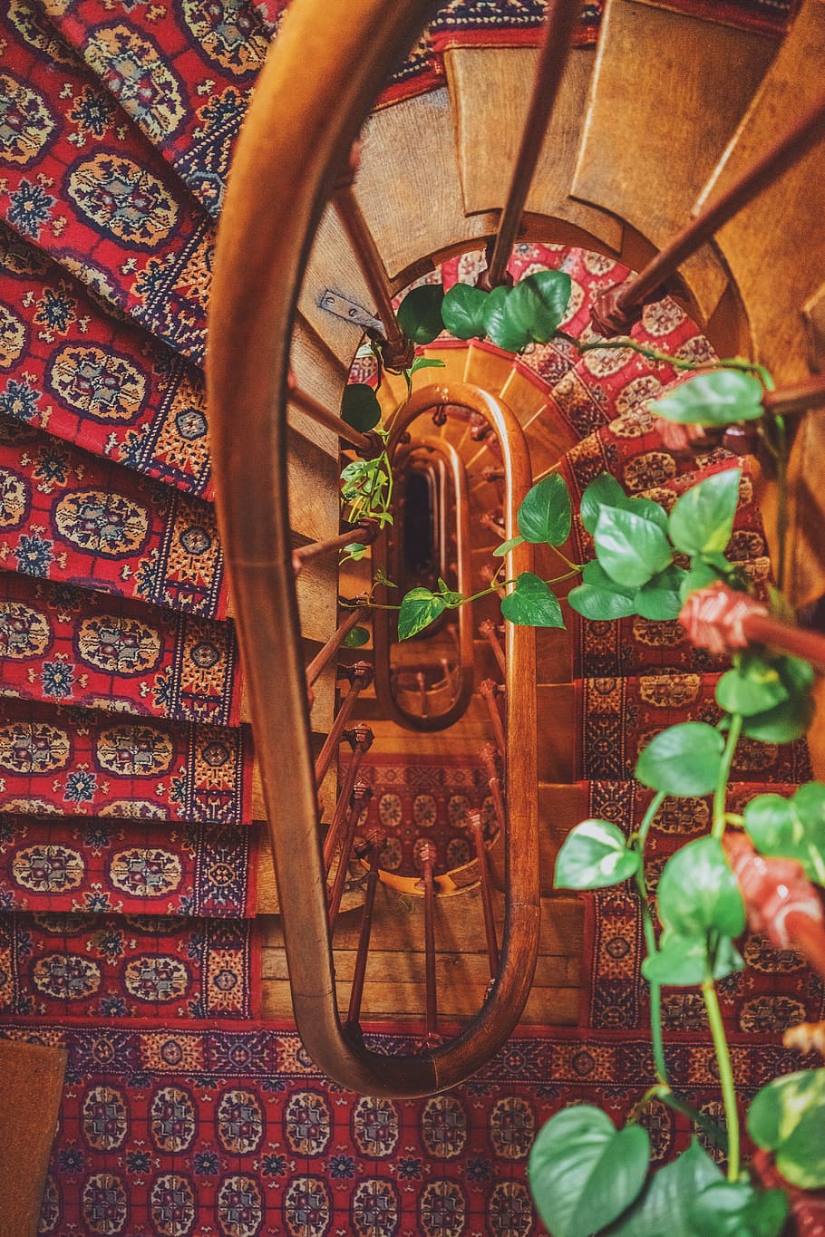 green leaf plant, stairs, carpet, railing, staircase, stairwell HD wallpaper