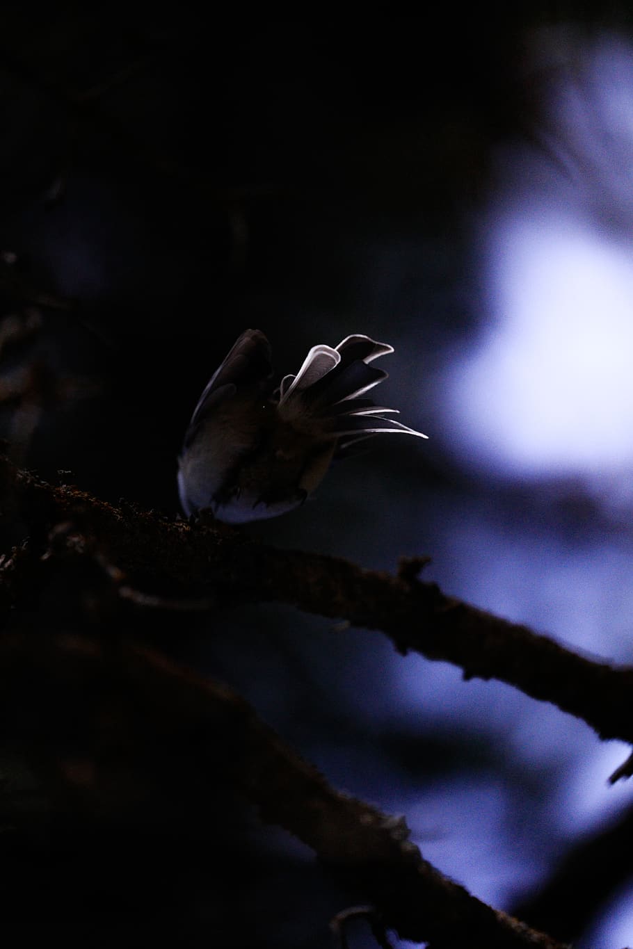 bird, wings, feather, flight, patrick hendry, beauty in nature HD wallpaper