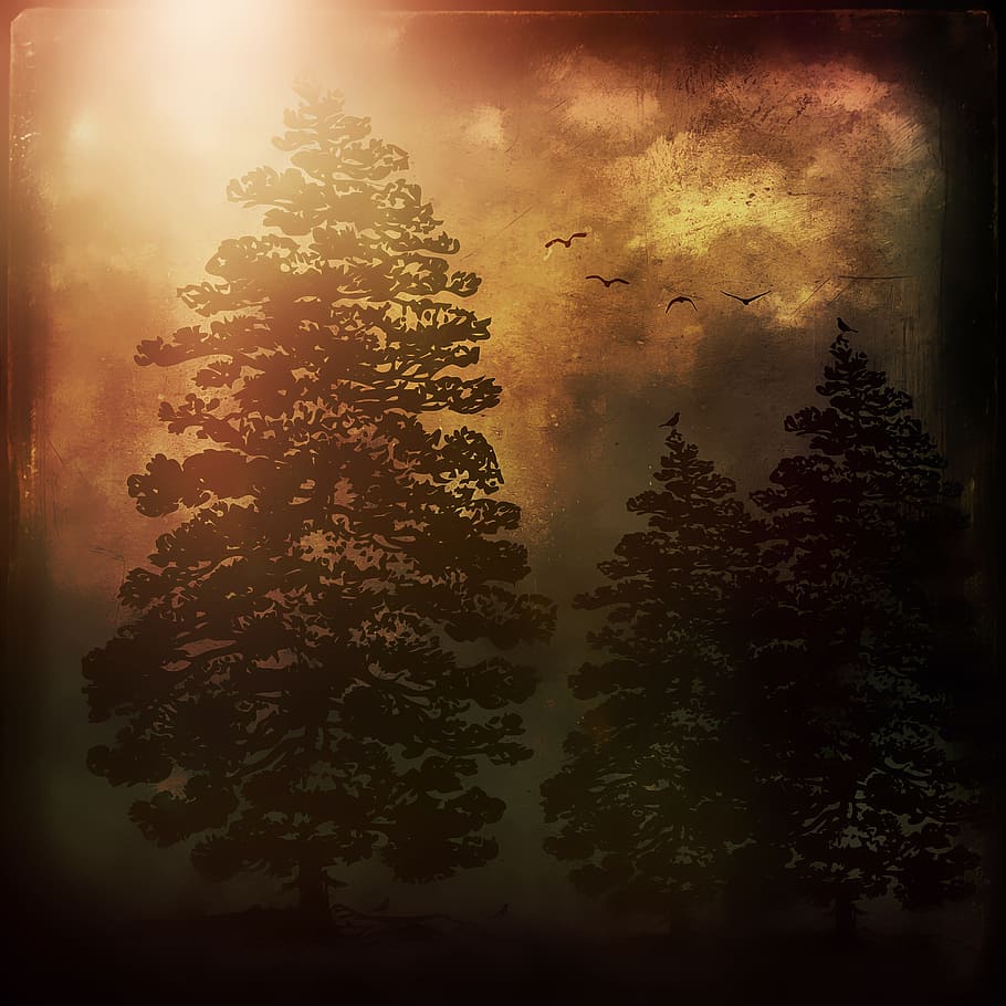 tree, wood, fire, forest, jungle, nature, plant, sky, growth HD wallpaper