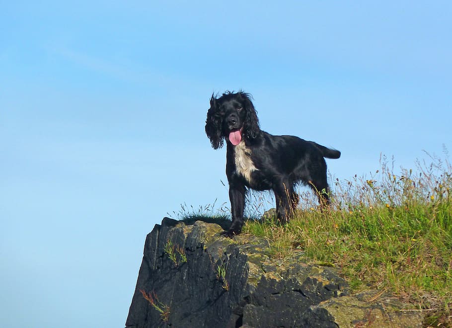 spaniel, dog, doggy, cocker, edinburgh, arther seat, edge, fur HD wallpaper