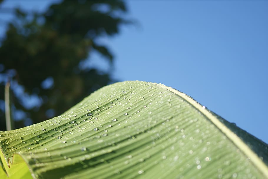 green, leaf, sol, nature, bio, ecology, summer, leaves, background HD wallpaper
