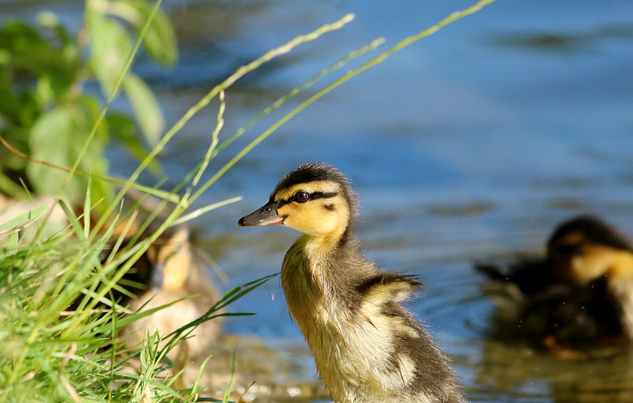 duckling, cub, cute, waterfowl, pond, animal wildlife, bird HD wallpaper