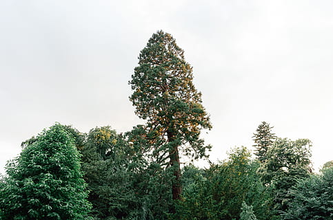 Sequoia tree in a park, calm, forest, germany, giant, giant sequoia tree HD wallpaper