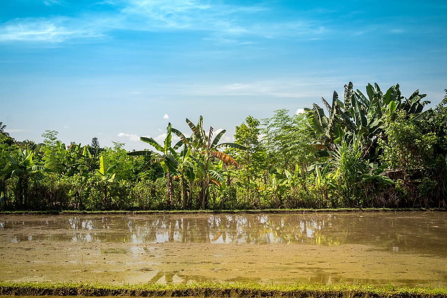 Body of Water Near Green Leaf Trees, bali, day, daylight, grass HD wallpaper