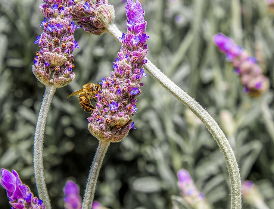 honeybee, insect, busy, pollination, lavender, plants, purple, HD wallpaper