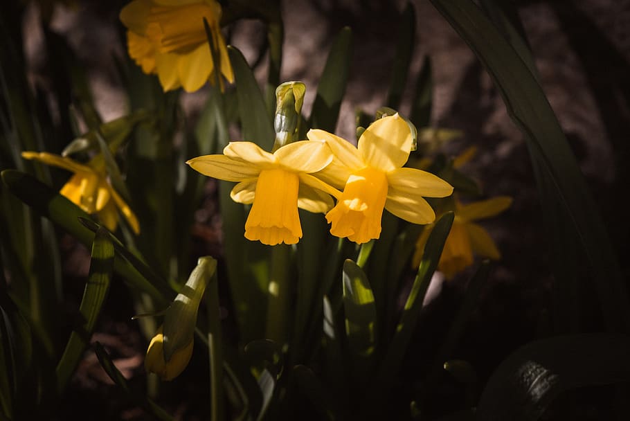 daffodils, yellow, small, flowers, garden, spring flowers, garden flowers HD wallpaper