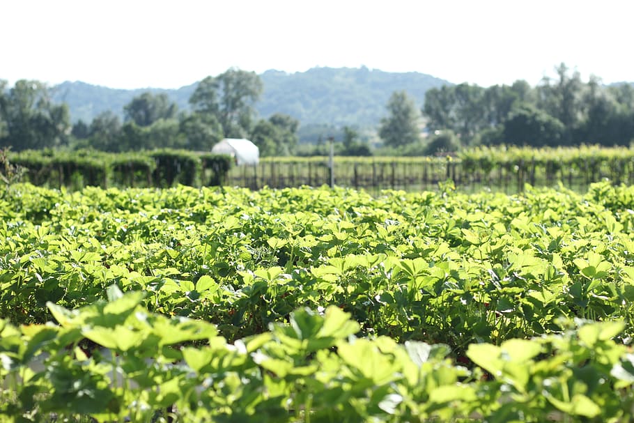farm, plant, green color, beauty in nature, field, land, growth HD wallpaper