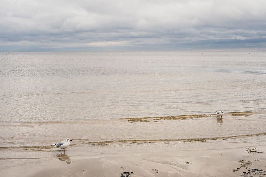 Seagulls on the beach, baltic, baltics, bird, coast, latvia, ocean HD wallpaper