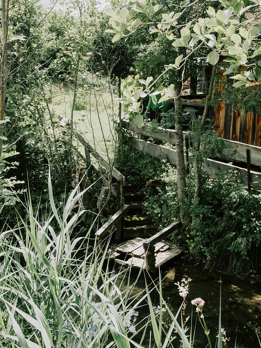 water, bridge, plant, growth, nature, tree, no people, day HD wallpaper