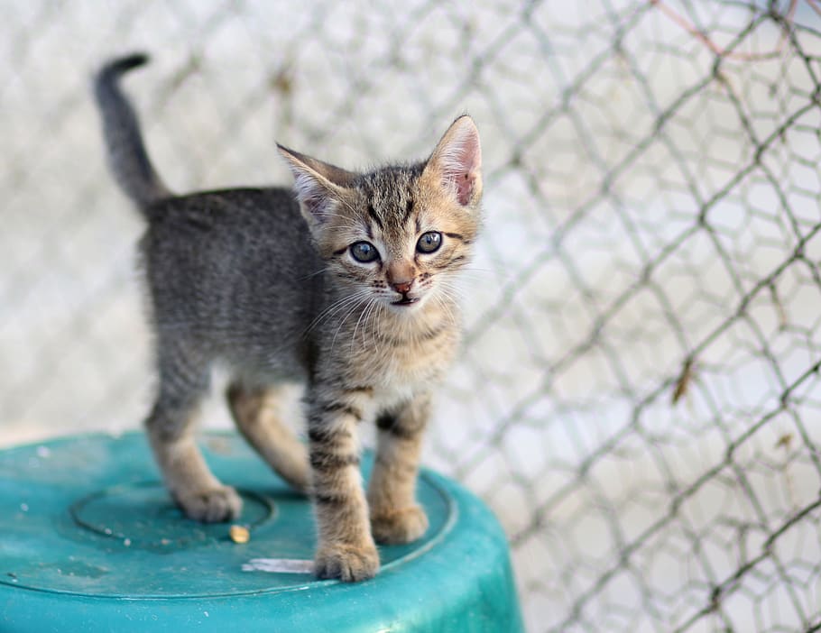cat, small, animals, play, domestic, pets, mammal, domestic animals HD wallpaper