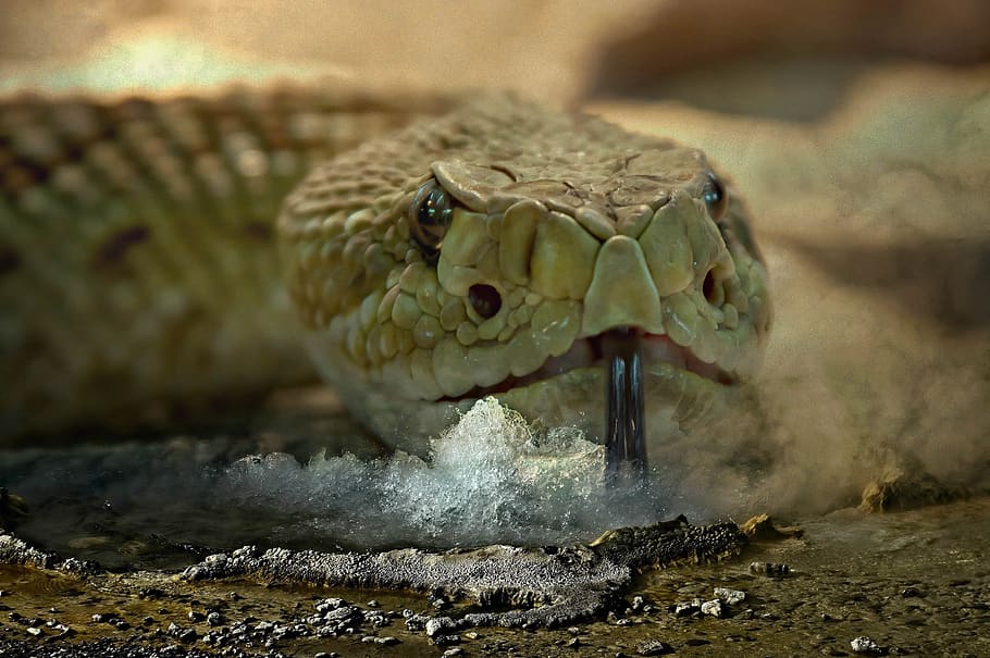 snake, nature, edited, reptile, portrait, dangerous, animal themes HD wallpaper