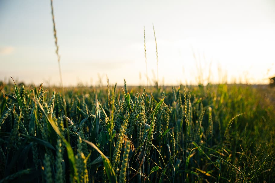 growing, sky, green, blur, bokeh, summer, plant, sunset, crop HD wallpaper