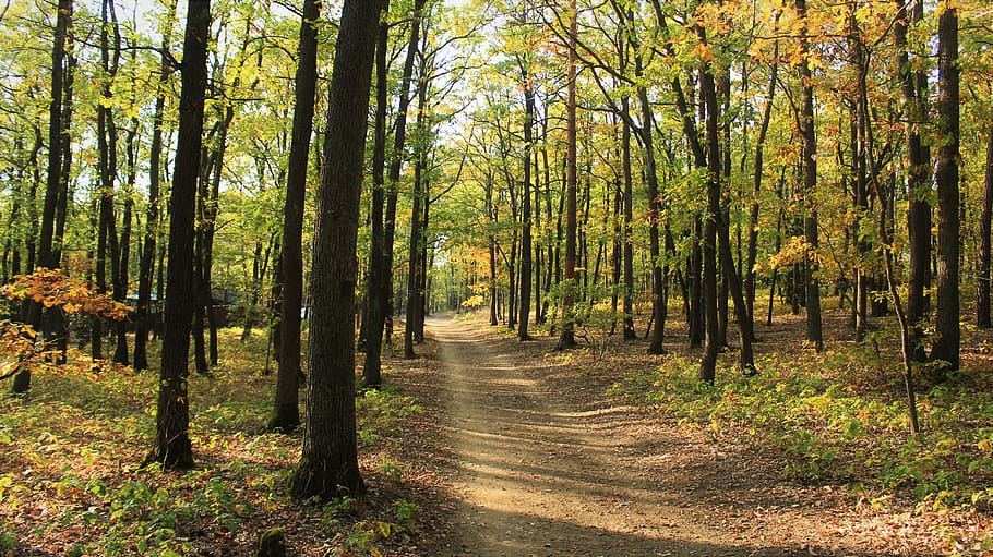 pathway surrounded with trees at daytime, nature, land, flora HD wallpaper