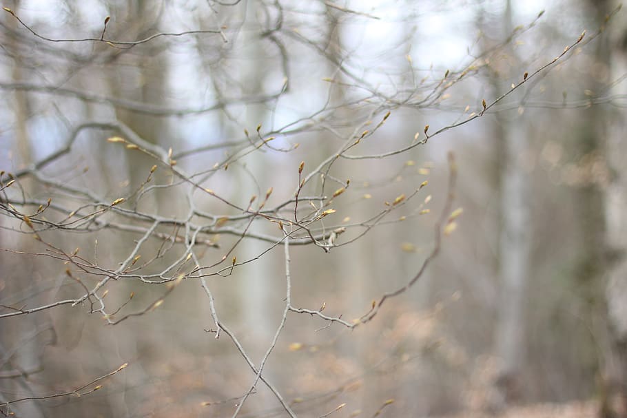 germany, freiburg, sprouted, spring, tree, boughs, plant, focus on foreground HD wallpaper