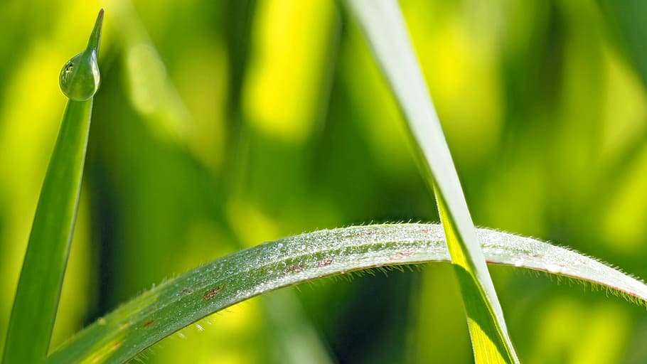 deep, grass, green, nature, plant, green color, close-up, leaf HD wallpaper