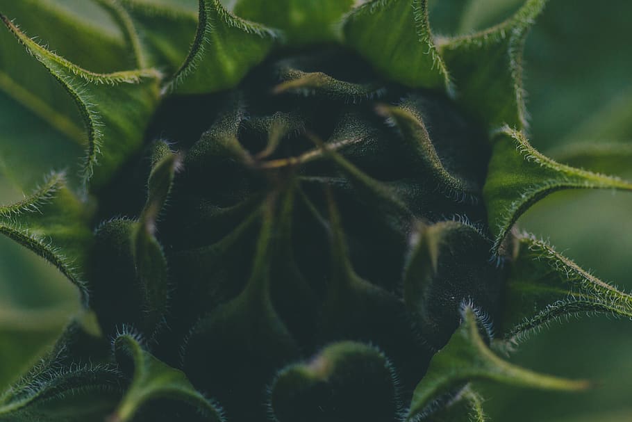 green petaled flower, switzerland, ostermundigen, conifer, flora HD wallpaper