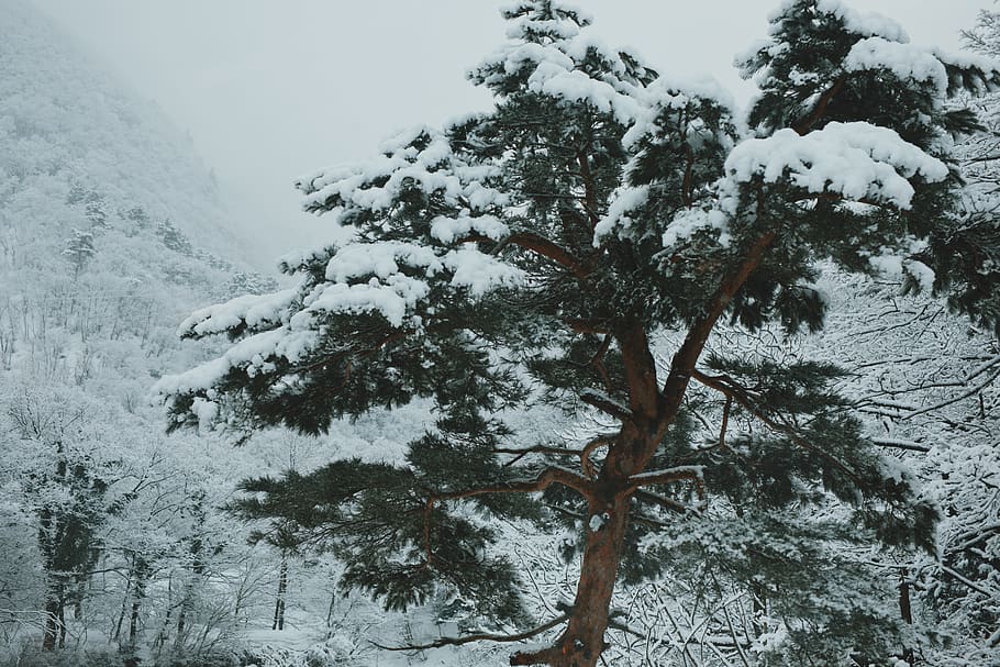 japan, hakuba, snow, trees, cold temperature, winter, plant, HD wallpaper