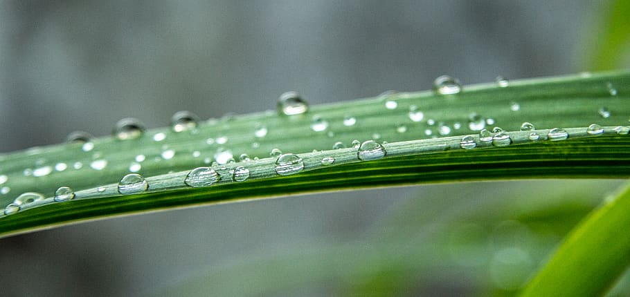 leaf, forest, drop, lily, drops, water, wet, plant, nature HD wallpaper