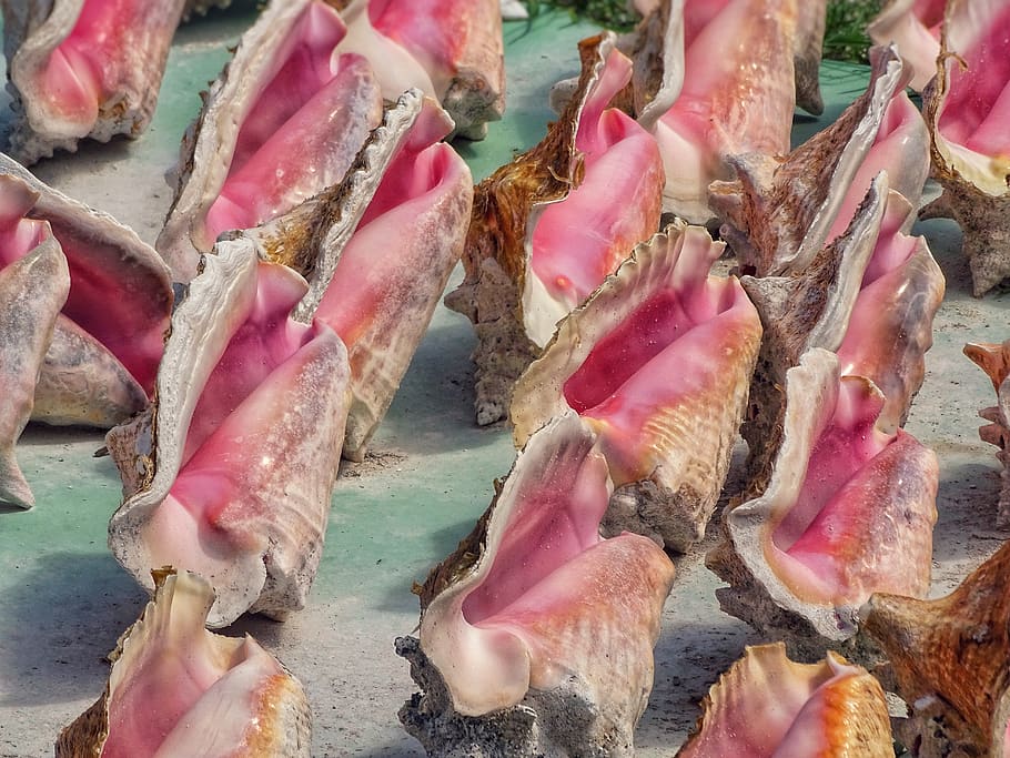 brown and pink seashell lot, retail, food and drink, pink color HD wallpaper