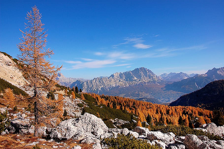 dolomites, monte cristallo, forest, summer, italy, mountain HD wallpaper