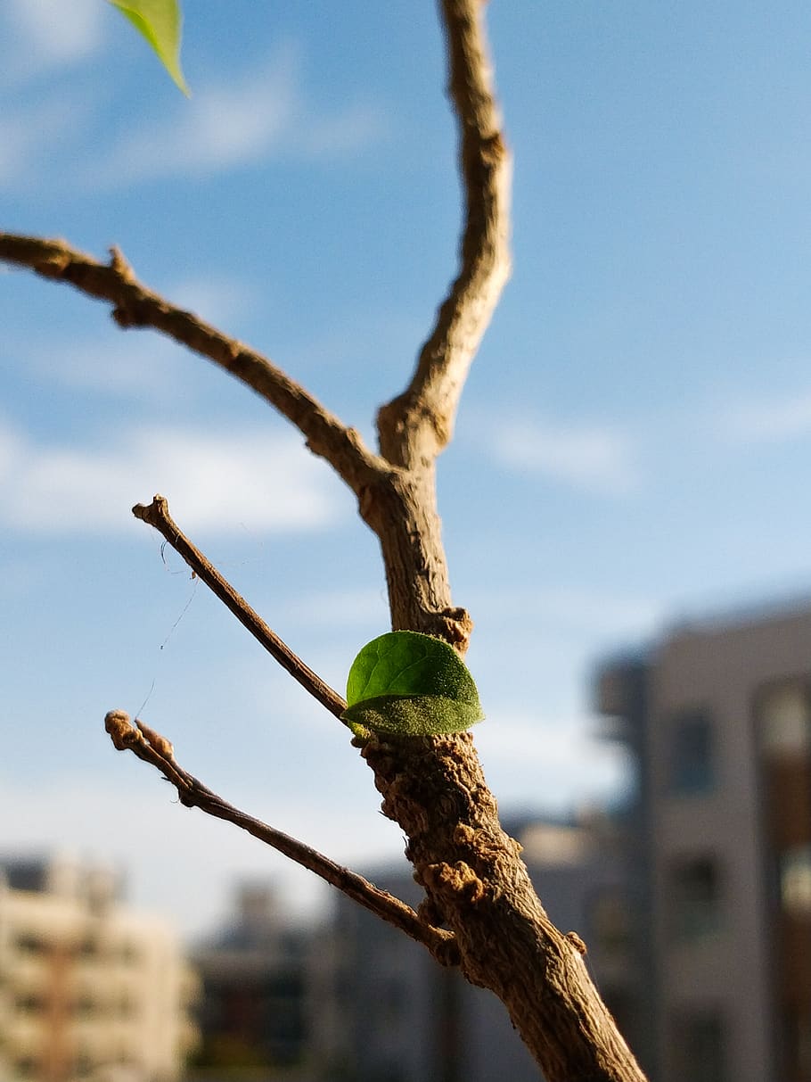 tree, branch, leaf, stick, focus on foreground, plant, day HD wallpaper