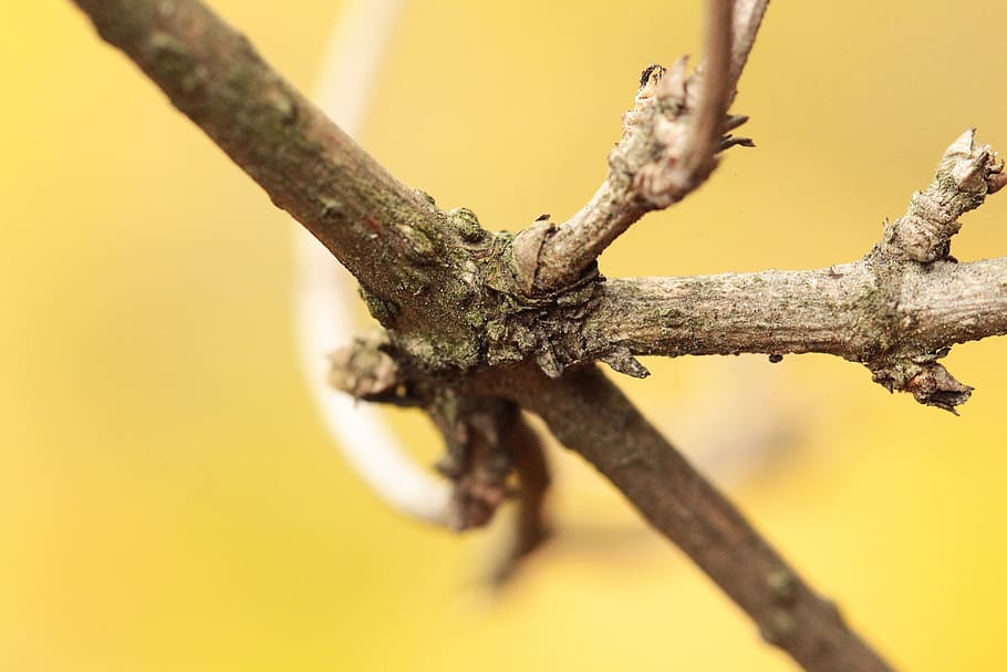 tree, no people, plant, branch, day, close-up, selective focus HD wallpaper