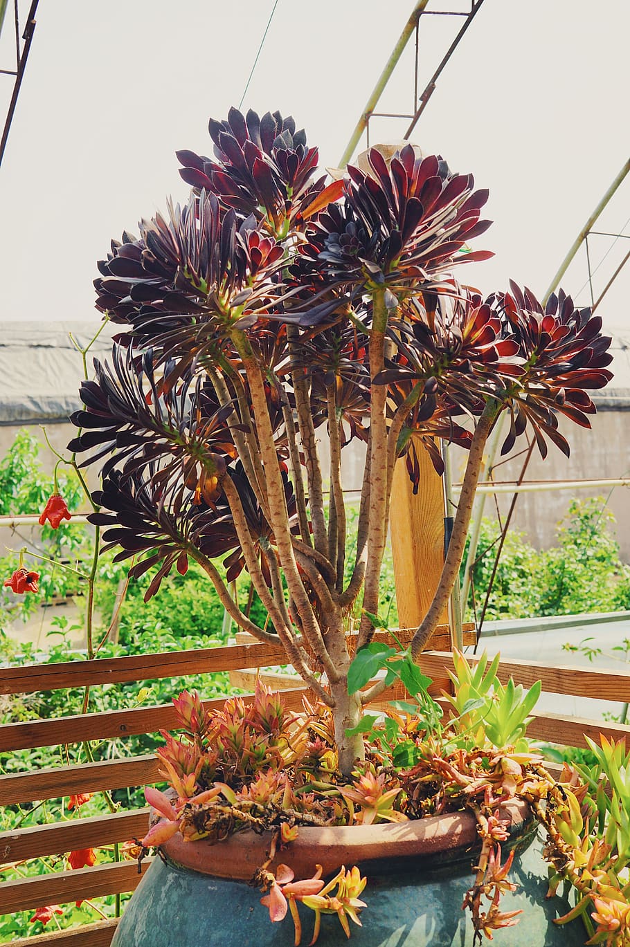 succulents, trees, sunny, plant, potted plant, growth, nature HD wallpaper