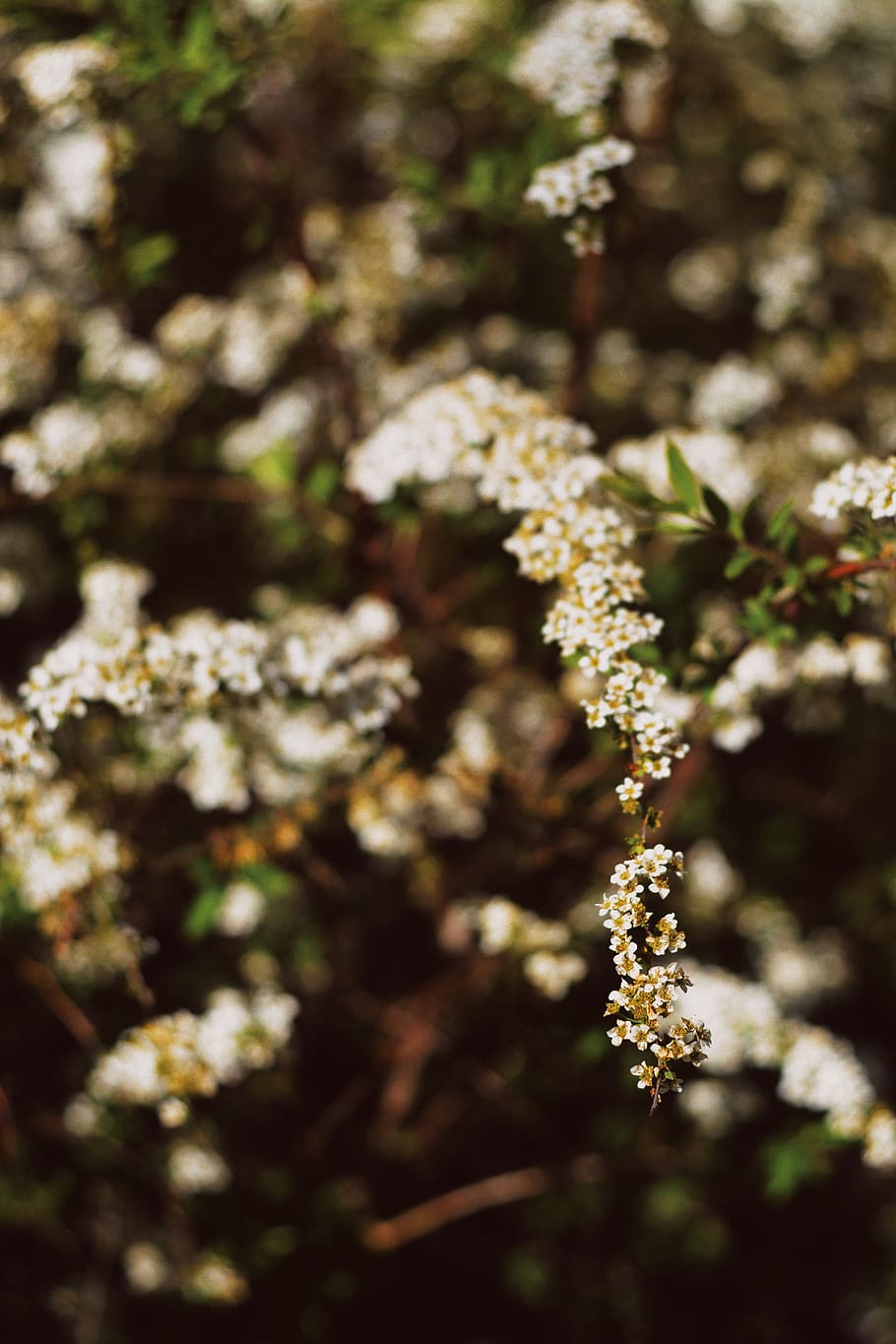 flora, flowers, background, wallpaper, botanical garden, nature HD wallpaper