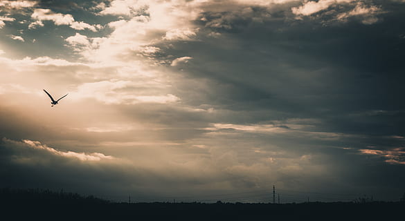bird, sky, fly, dark, darkness, shadow, cloud, cloudy, photography HD wallpaper