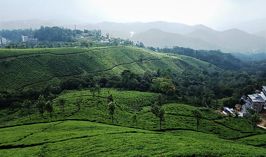 munnar, india, kerala, tea, plantation, landscape, mountain HD wallpaper