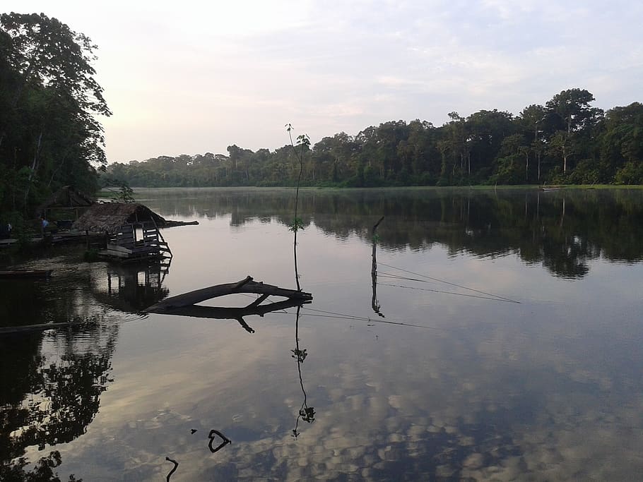 peru, puerto alegre, tree, lake, forest, water, reflection HD wallpaper