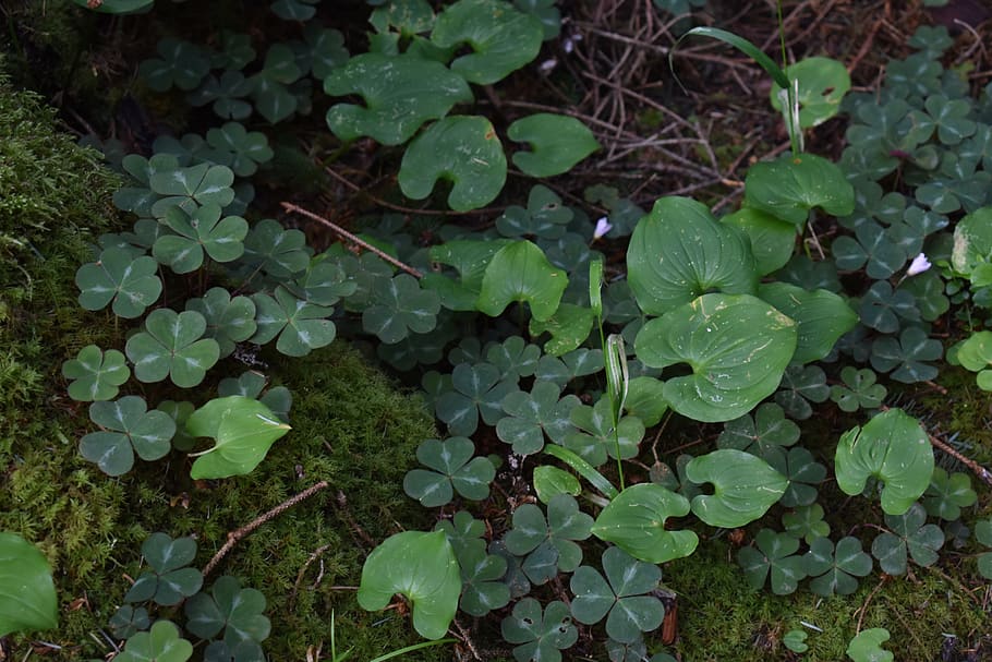 forest, clovers, luck, plants, red wood forest, leaves, shrubbery HD wallpaper