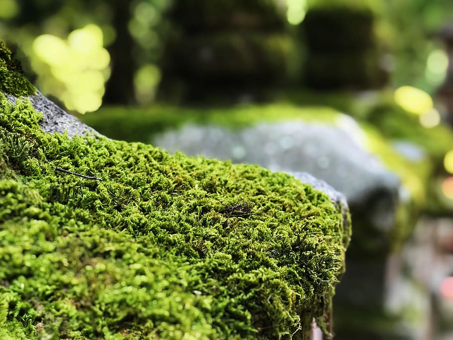 focus photography of grass, moss, plant, algae, vegetation, green, HD wallpaper